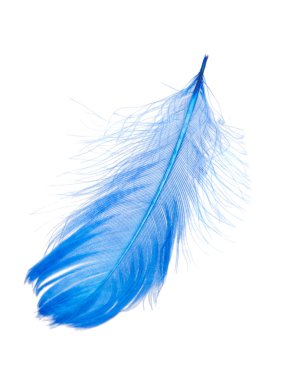 Beyaz arkaplanda yalıtılmış zarif mavi tüy