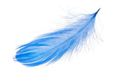 Beyaz arkaplanda yalıtılmış zarif mavi tüy