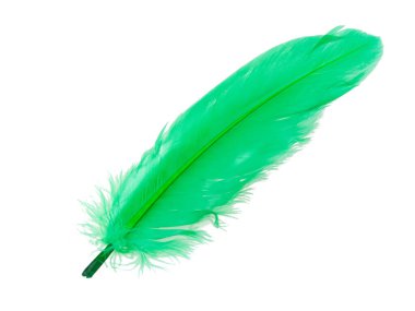 Beyaz arkaplanda yalıtılmış zarif yeşil tüy