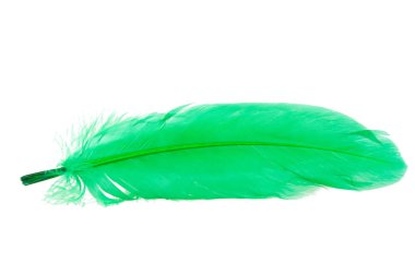 Beyaz arkaplanda yalıtılmış zarif yeşil tüy