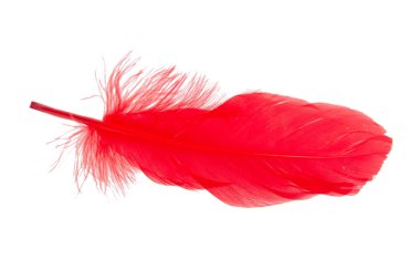 Beyaz arkaplanda yalıtılmış zarif kırmızı tüy
