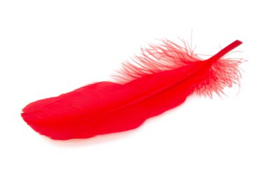 Beyaz arkaplanda yalıtılmış zarif kırmızı tüy