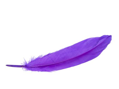 Beyaz arkaplanda yalıtılmış zarif mor mor tüy.