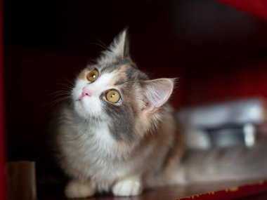 Kabarık, parlak kedi portresi. Komik, içeri bak.