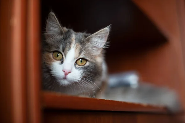 Kabarık, parlak kedi portresi. Komik, içeri bak.