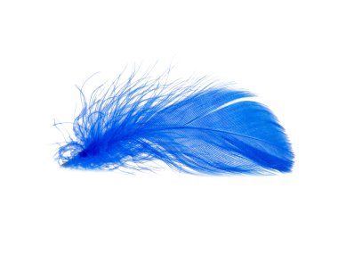 Beyaz arkaplanda yalıtılmış zarif mavi tüy