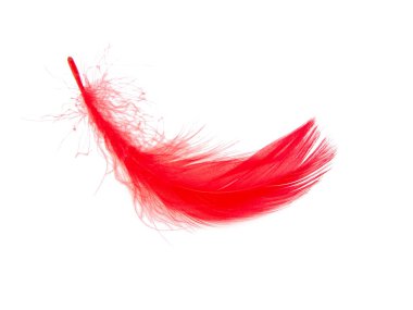 Beyaz arkaplanda yalıtılmış zarif kırmızı tüy.