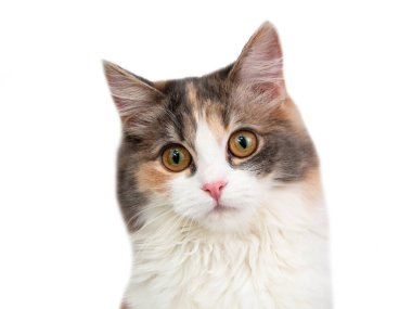 Beyaz arka planda üç renk izole edilmiş parlak tüylü kedi.