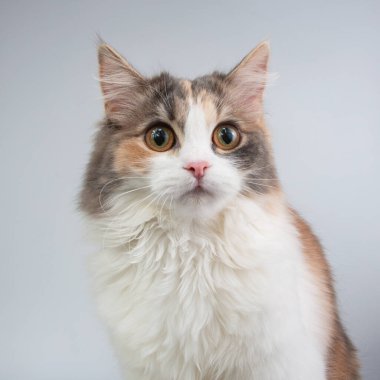 Bright fluffy cat three colors on the white background