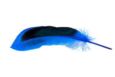 Süslü mavi zarif tüy beyaz arkaplanda izole edilmiş.