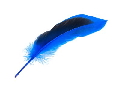 Süslü mavi zarif tüy beyaz arkaplanda izole edilmiş.