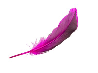 Süslü kuş tüyü beyaz arkaplanda izole edilmiş.