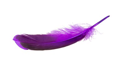 Beyaz arkaplanda koyu mor tüy izole edilmiş.