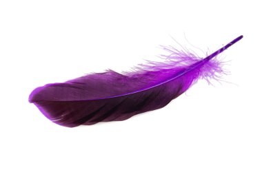 Beyaz arkaplanda koyu mor tüy izole edilmiş.