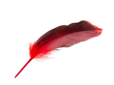 Beyaz arkaplanda kırmızı dekoratif tüy izole edildi