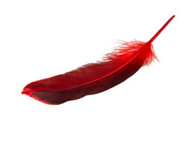 Beyaz arkaplanda kırmızı dekoratif tüy izole edildi
