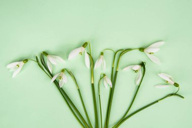 Güzel taze kardamlaları Parlak yeşil arka planda ilkbahar