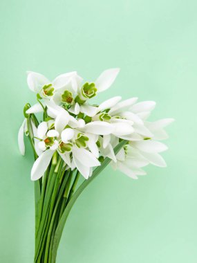 Güzel taze kardamlaları Parlak yeşil arka planda ilkbahar