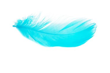 Beyaz arkaplanda izole edilmiş zarif mavi tüy.