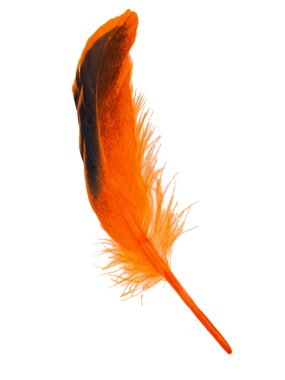 Dekoratif turuncu tüy beyaz arka planda izole