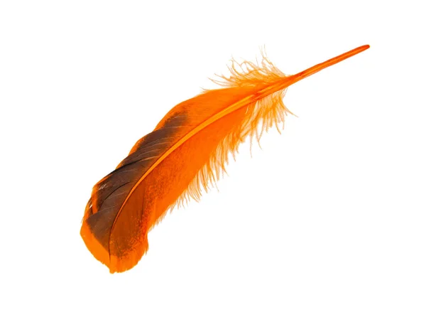 Pluma Naranja Decorativa Aislada Sobre Fondo Blanco —  Fotos de Stock