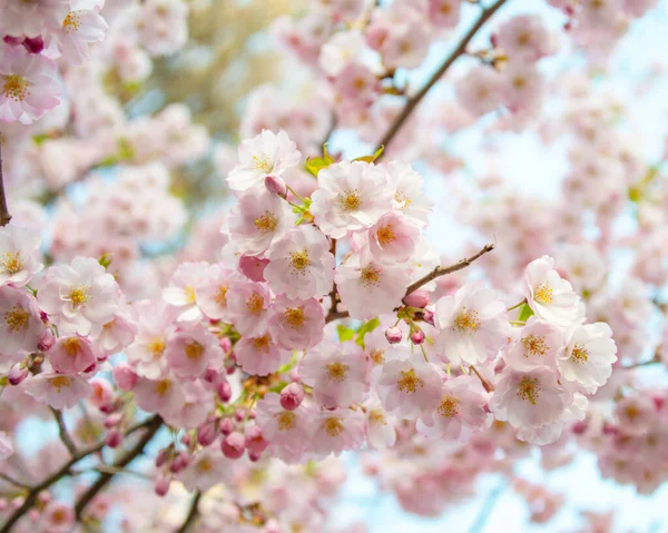 Прекрасне Весняне Цвітіння Квітів Сакури Гілка Фону — стокове фото