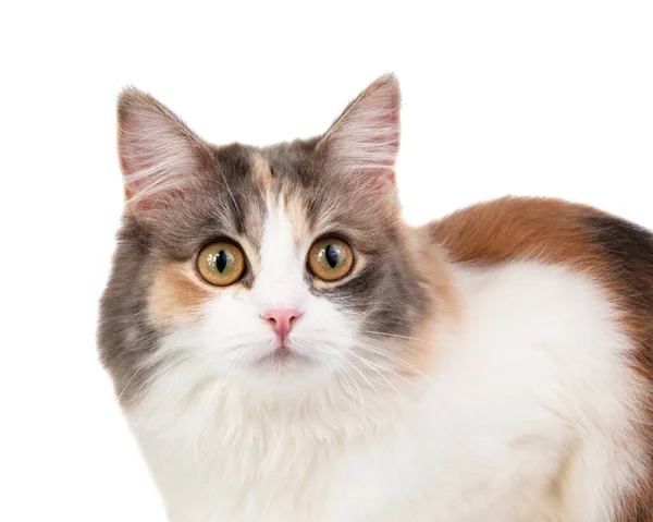 Světlý Dlouhosrstý Vícebarevný Kočičí Portrét Izolovaný Bílém Pozadí — Stock fotografie