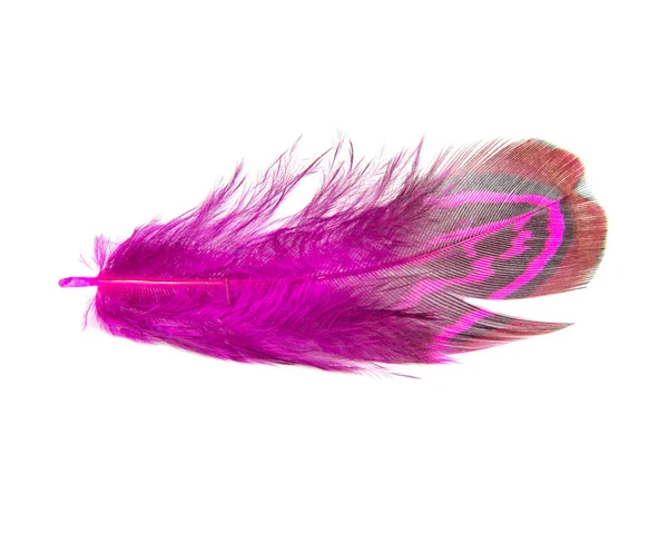 在白色背景上孤立的精致的粉红色野鸡羽毛 — 图库照片