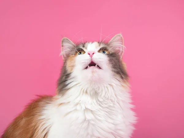 Portrét Jasné Krásné Legrační Kočka Růžovém Pozadí — Stock fotografie