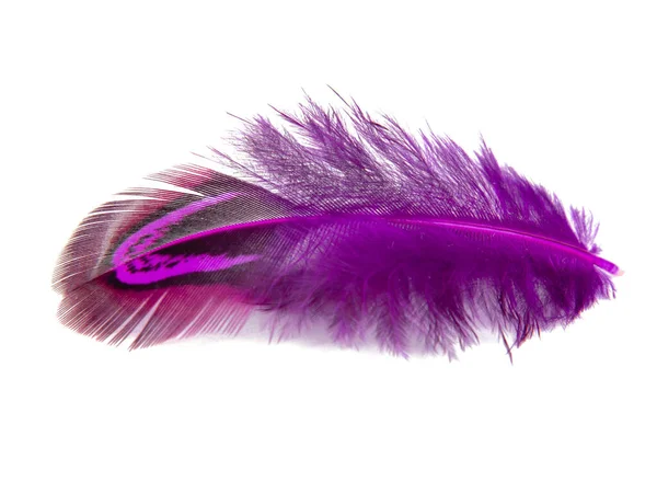 Elegant Pink Pheasant Feather Isolated White Background — Stock Photo, Image