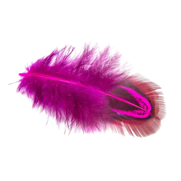 Elegant Pink Pheasant Feather Isolated White Background — Stock Photo, Image