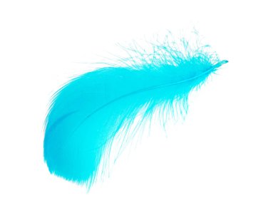 Beyaz arkaplanda izole edilmiş parlak mavi tüy