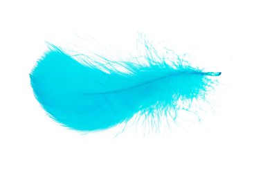 Beyaz arkaplanda izole edilmiş parlak mavi tüy