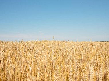 Sarı güzel buğday tarlası tarım arazisi