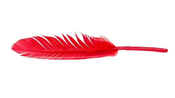 Elegant Röd Fjäder Isolerad Den Vita Bakgrunden — Stockfoto