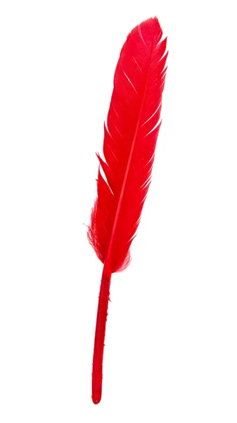 Elegant Red Feather Isolated White Background — Stock Photo, Image