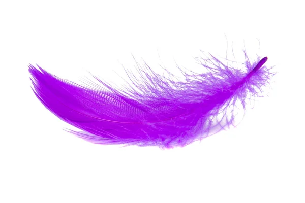 Purple Violet Fluffy Elegance Feather Isolated White Background — Stock Photo, Image