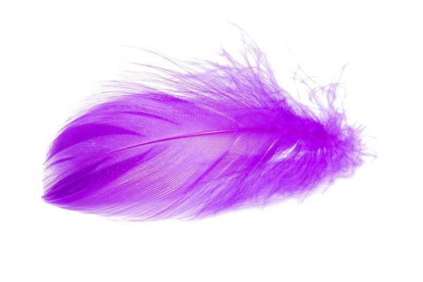 Фиолетовое Фиолетовое Пушистое Элегантное Перо Белом Фоне — стоковое фото