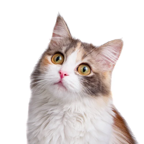Vtipné Nadýchaný Les Kočka Jasná Barva Izolované Bílém Pozadí — Stock fotografie
