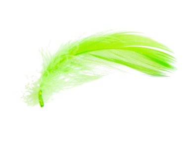 Beyaz arkaplanda izole edilmiş parlak yeşil tüylü zarafet tüyü