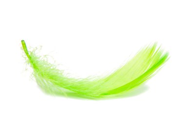 Beyaz arkaplanda izole edilmiş parlak yeşil tüylü zarafet tüyü
