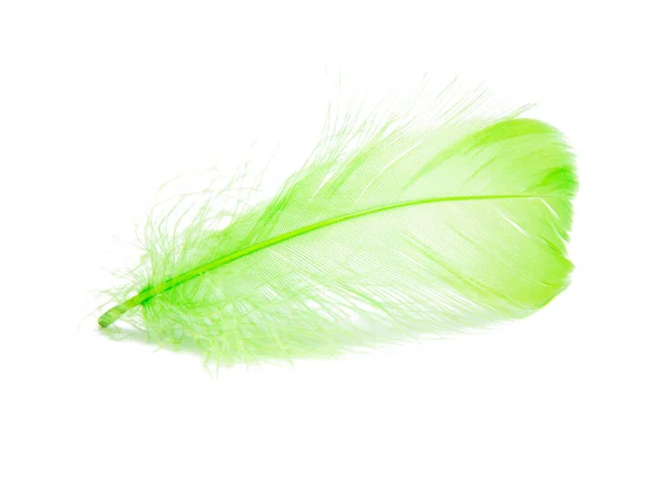 Bright Green Fluffy Elegance Feather Isolated White Background — Stock Photo, Image