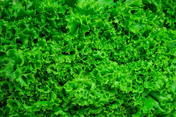 Green Fresh Bunch Lettuce Texture Background — Stock Photo, Image