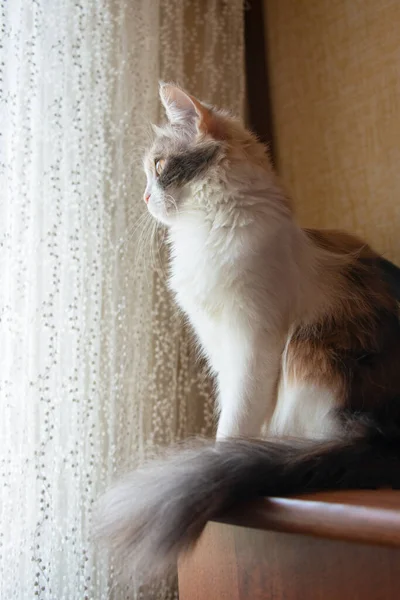 Puszysty Kot Siedzi Domu Patrzy Przez Okno — Zdjęcie stockowe