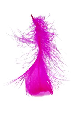 Beyaz arkaplanda pembe tüy izole edilmiş.