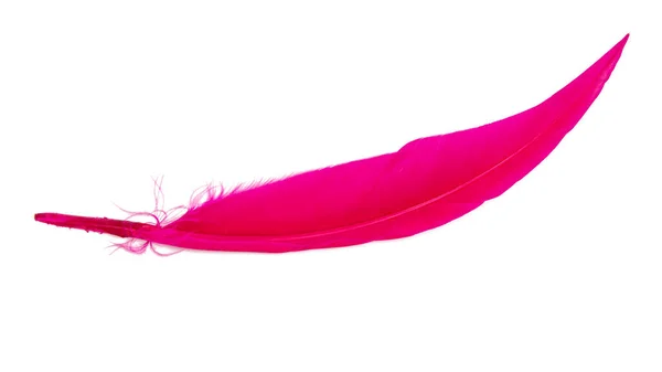 Pink Feather Isolated White Background — Stock Photo, Image