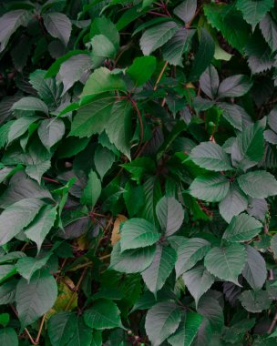 Parlak yeşil yapraklar arka planda egzotik