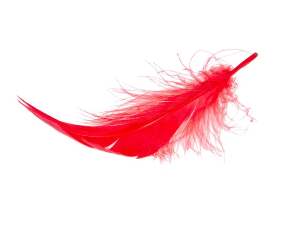 Elegant Red Feather Beautiful Isolated White Background — Stock Photo, Image