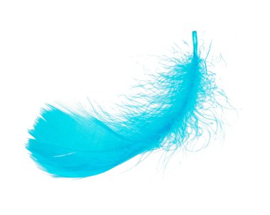 Zarif açık mavi tüy, beyaz arka planda izole edilmiş güzel.