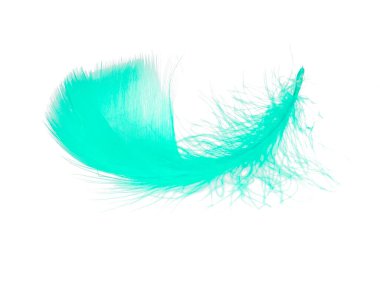 Zarif açık mavi tüy, beyaz arka planda izole edilmiş güzel.